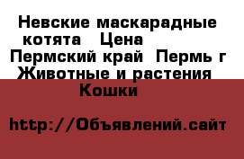 Невские маскарадные котята › Цена ­ 18 000 - Пермский край, Пермь г. Животные и растения » Кошки   